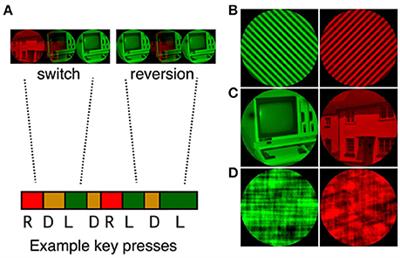 Autistic Traits Are Not a Strong Predictor of Binocular Rivalry Dynamics